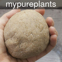 mypureplants_gingerb
