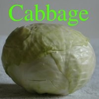 Cabbage