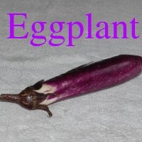 Eggplant