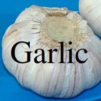 Garlic