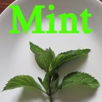 Mint