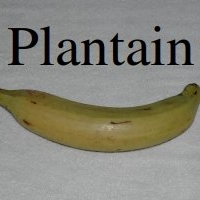 Plantain