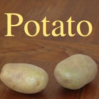 Potato