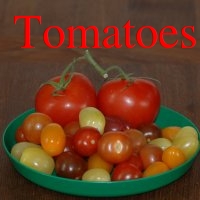 Tomato