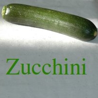 Zucchini